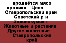 продаётся мясо кролика › Цена ­ 250 - Ставропольский край, Советский р-н, Зеленокумск г. Животные и растения » Другие животные   . Ставропольский край